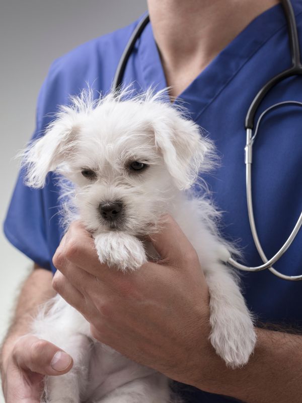 Referring Veterinarians