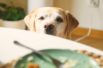 Human Foods that are Toxic to Dogs