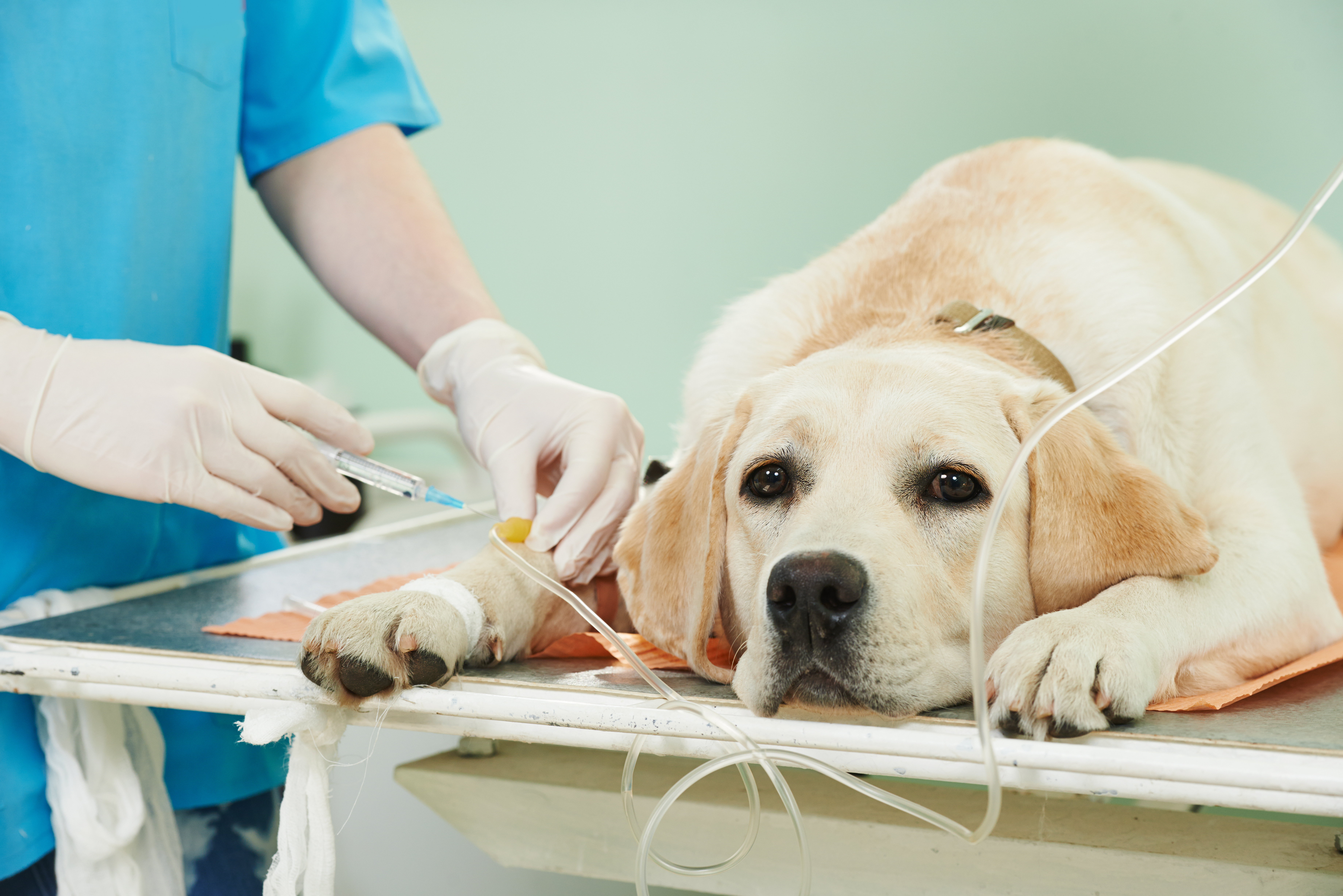Veterinary Surgery at Solano-Napa Pet Specialty & Emergency